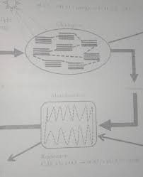 The krebs cycle and electron transport takes place in the mitochondria. 1 A In What Cell Organelle Does Photosynthesis Occur B What Are Three Reactants Needed For Brainly Ph
