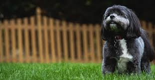 This is an essential service that beautifies properties, improves cleanliness, and reduces the chances of pet waste disposal businesses should require clients to sign a services agreement before starting a new project. Pet Waste Professionals Residential Dog Waste Removal