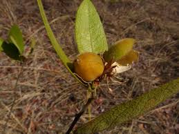 Image result for Paropsia brazzeana