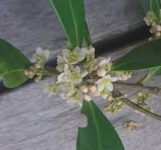 Image result for Pterocelastrus