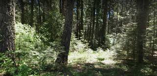 Maybe you would like to learn more about one of these? North Fork Campground Visit Placer