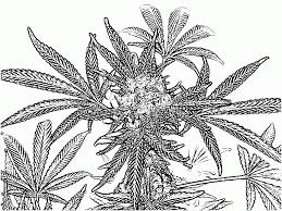 Marijuana coloring pages unique kids coloring page simple color page from weed coloring pages for adults 14 Pics Of Trippy Weed Coloring Book Pages Weed Coloring Pages Coloring Home