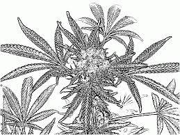 Trippy weed coloring page | free printable coloring pages. 14 Pics Of Trippy Weed Coloring Book Pages Weed Coloring Pages Coloring Home