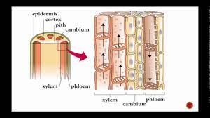 Plant Structure Including Xylem And Phloem Youtube