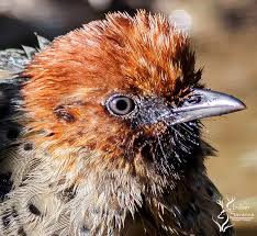 Image result for Erythrocephalum