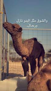 رمزيات anime cover photo boy art beautiful arabic words