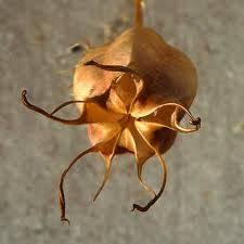 Flower Seed Pods Aol Image Search Results Seed Pods Seeds Flower Seeds