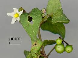 Image result for Solanum sp. A