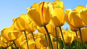 Localized air quality index and forecast for edmonton, alberta, canada. Indoor Air Quality Test Edmonton Environmental Consultant In Edmomton Area