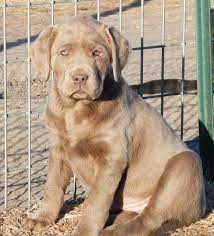 Review how much labrador retriever puppies for sale sell for below. Lab Puppies For Sale In Texas Lab Breeder In Texas