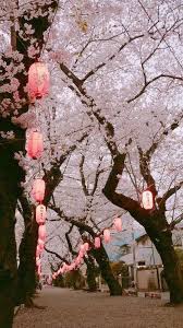 Sakura In 2020 Flowers Photography Cherry Blossom Japan Aesthetic Japan