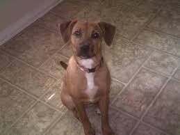 Check spelling or type a new query. Dog Walking With Jayne Dog Do Juninho Pages Directory