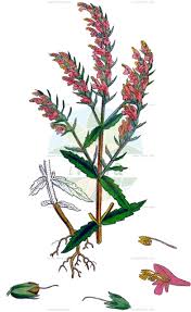 Image result for Buchnera leptostachya