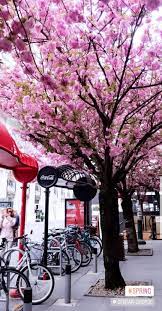 Maksim Gorki Street Skopje Macedonia Japanese Cherry Tree Japanese Cherry Cherry Tree
