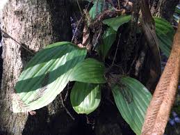 Image result for Liparis killmanniae