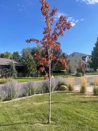 Image result for bigtooth maple