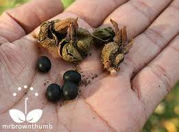 Pin On Growing Gardening