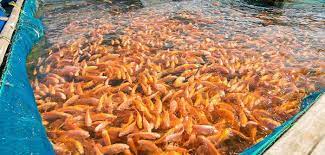 How To Start A Fish Farming Business - Cascade Business News