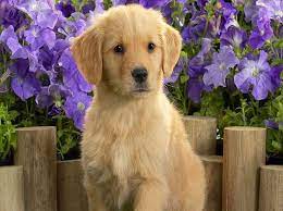 Golden Retriever An Affectionate Trustworthy Confident Kind Intelligent And Best Family Dog Beautiful Dog Breeds Golden Labrador Puppies Golden Retriever