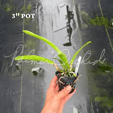 Image result for Leysera tenella