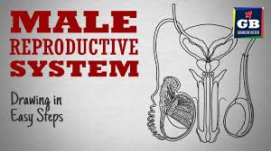 0 ratings0% found this document useful (0 votes). How To Draw Male Reproductive System In Easy Steps Cbse 12th Biology Ncert Class 12 Science Youtube