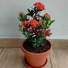 Image result for Ixora hartiana