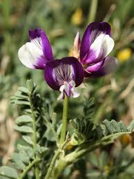 Image result for Fabaceae subfamily Papilionoideae