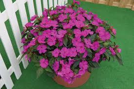 Sunpatiens look pretty much like new guinea impatiens except they truly do tolerate the heat and humidity of a southern summer where they bloom from planting until frost. Sunpatiens Compact Purple Impatiens