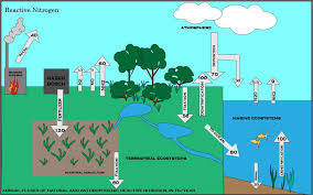 Nitrogen Cycle Wikipedia