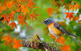 Unduh dan gunakan 300+ video stok bokeh secara gratis. Wallpaper Autumn Leaves Macro Bird Moss Branch Photographer Taiwan Maple Bokeh Robin Fuyi Chen Collared Bush Robin Collared Images For Desktop Section Zhivotnye Download