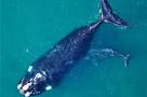 Risultati immagini per Southern right whales off the coast of South Africa
