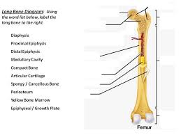 Long bone diagram labled : B1mggsq6lswvxm
