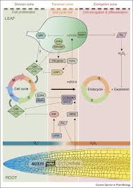 We did not find results for: Cell Cycle Entry Maintenance And Exit During Plant Development Sciencedirect