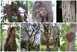 Disease Symptoms On Dieback Affected Mango Trees In A Karachi And B Download Scientific Diagram