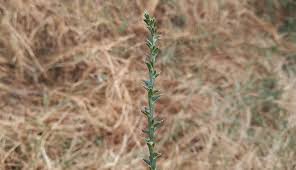 Image result for Salsola rabieana