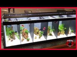 My Divided 33g Betta Tank Youtube In 2020 Betta Betta Tank Betta Fish Types