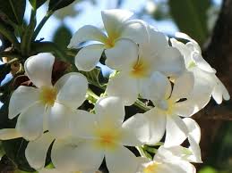 Plumeria Frangipani
