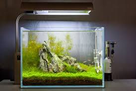 The aquascape will look more diverse and natural. How To Rejuvenate Old Substrate Without Re Planting Aquascape Art The Green Machine