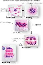 Maybe you would like to learn more about one of these? Module 2 Part C Cell Division And Reproduction Mitosis Plant Cell Biology Classroom