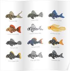 Pleco Poster Tropical Freshwater Fish Freshwater Aquarium Fish Aquarium Fish