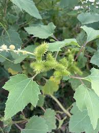 Image result for Xanthium