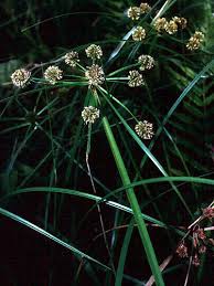 Image result for Oxycaryum