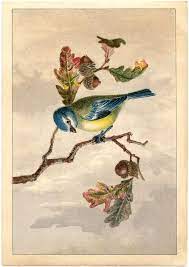 Free Vintage Bird Clip Art Marvelous Vintage Birds Art Vintage Art