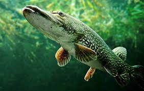 Wenn es also nach einer längeren hitzeperiode regnet, sollten sie einige zeit nach dem einsetzen des regens angeln. Worauf Beissen Hechte Am Besten Simfisch De Angeln Und Outdoor