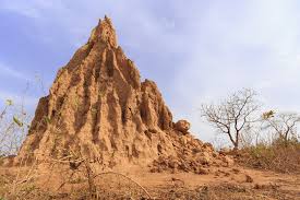 Spread the crushed black pepper around the ant hills or where there is a lot of ant activity. Ant Hills Or Ant Colonies 11 Most Asked Questions And Answers To Read