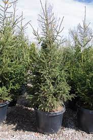 The oriental spruce tree is a popular pyramidal ornamental tree best suited for large gardens. Picea Orientalis Gowdy Kiefer Nursery Trees Shrubs Perennials