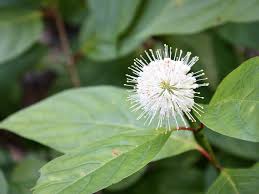 Image result for Cephalanthus
