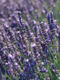 Obituary information for J. Quintus 'Quint' Ashmore