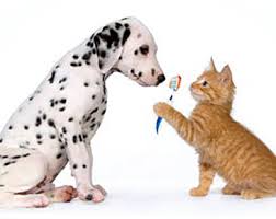 Check spelling or type a new query. Pet Dental Care At Home