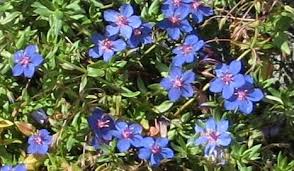 Image result for Anagallis kochii